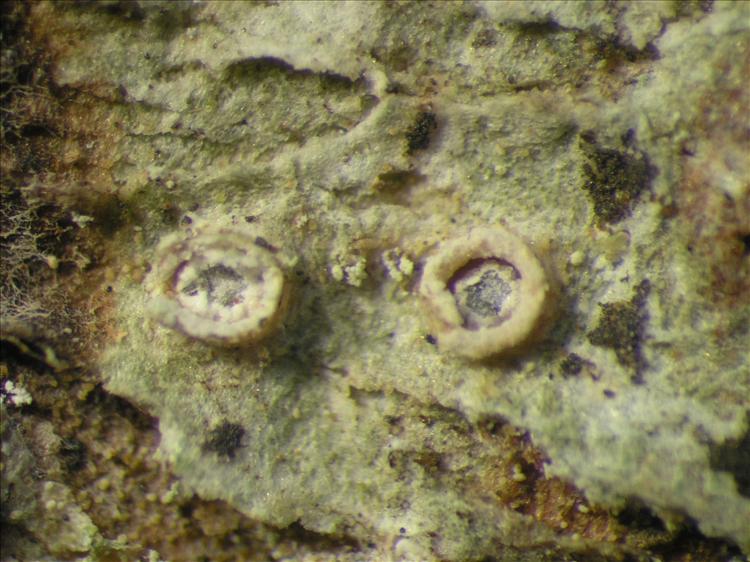 Thelotrema pachystomum from Netherlands Antilles, Saba Habitus. leg. Sipman  54853. Image width = 4 mm.