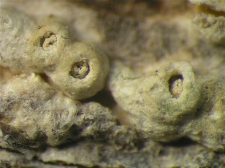Thelotrema porinoides from Netherlands Antilles, Saba Habitus. leg. Sipman  54827. Image width = 4 mm.