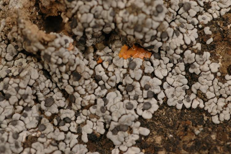 Toninia hosseusiana from Peru, Lima Specimen O-L144847