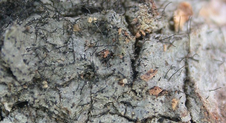 Tricharia santessonii from Hong Kong 