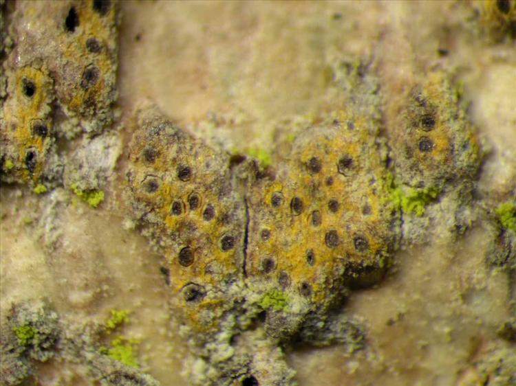 Trypethelium eluteriae from Singapore Habitus. leg. Sipman 46272. Image width = 4 mm.