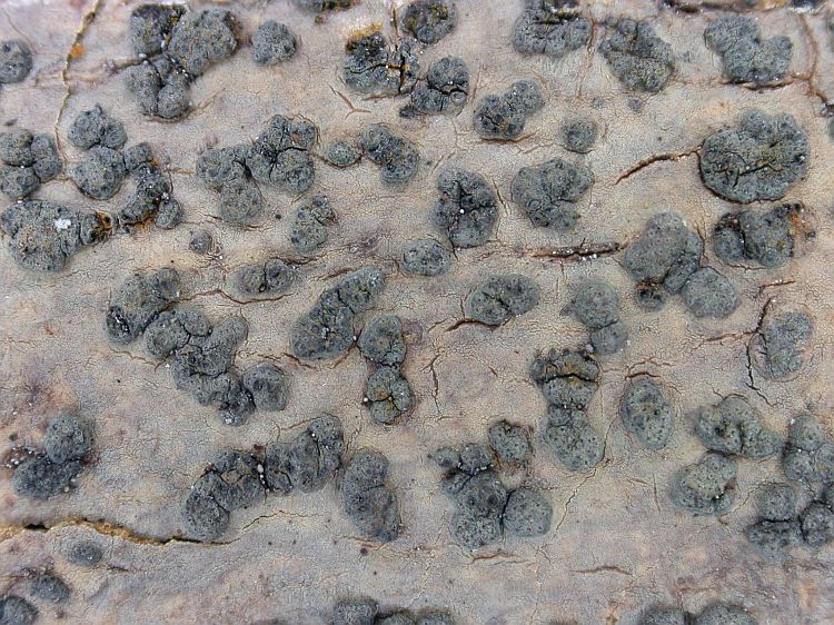 Trypethelium eluteriae from Ecuador, Galápagos 