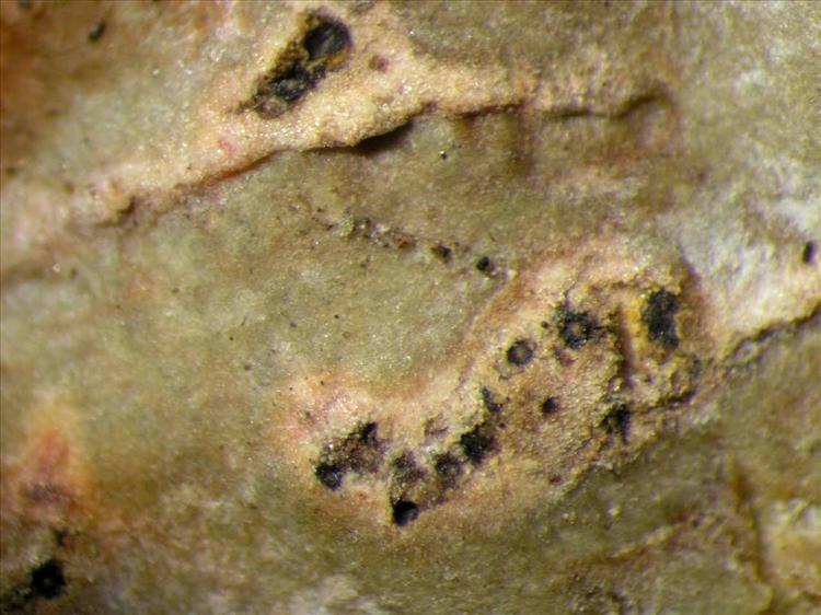 Trypethelium epileucodes from Singapore Habitus. leg. Sipman 46150. Image width = 4 mm.