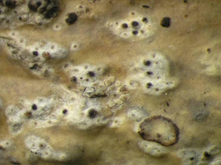 Trypethelium epileucodes from Singapore Habitus. leg. Sipman 45693. Image width = 4 mm.