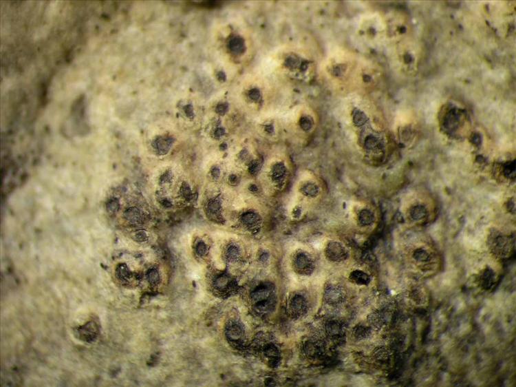 Trypethelium epileucodes from Singapore Habitus. leg. Sipman 45659. Image width = 4 mm.