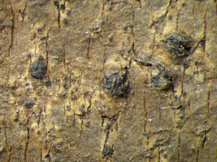 Trypethelium epileucodes from Singapore Habitus. leg. Sipman 45924. Image width = 4 mm.