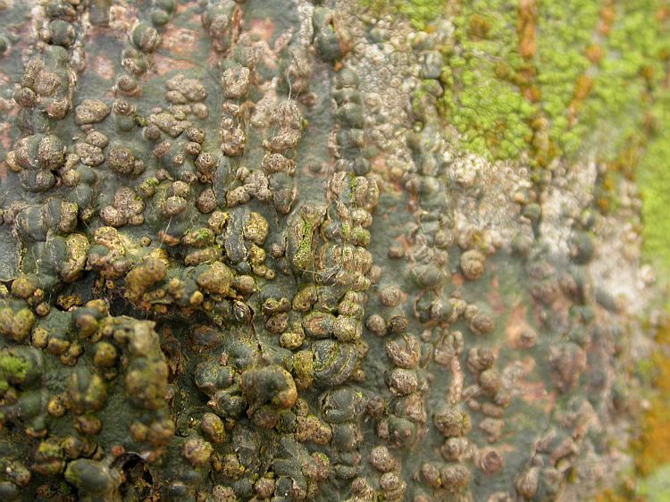 Trypethelium ochroleucum from Vietnam, Hanoi region leg. Sparrius 8467