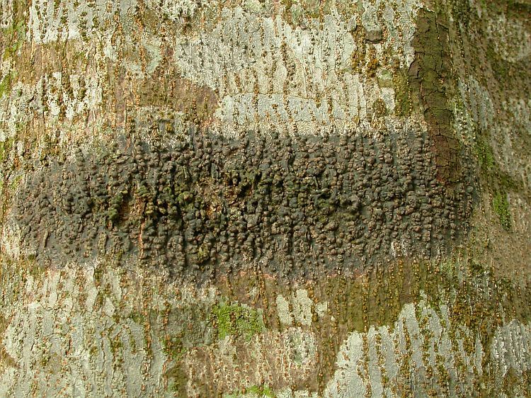 Trypethelium ochroleucum from Vietnam, Hanoi region leg. Sparrius 8467