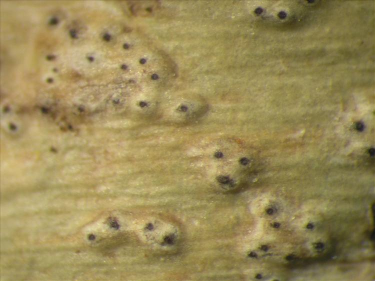 Trypethelium ochroleucum from Netherlands Antilles, Saba Habitus. leg. Sipman  15355. Image width = 4 mm.