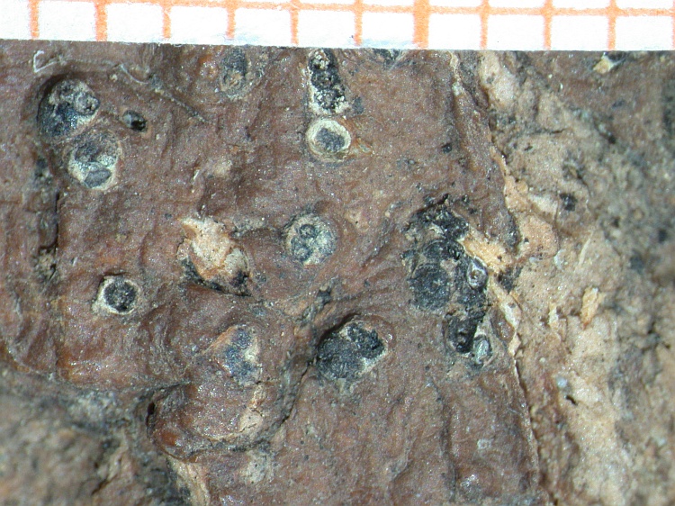 Trypethelium olivaceofuscum from S. America type L