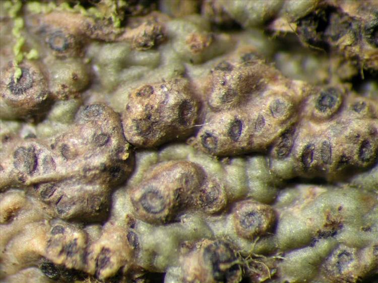 Trypethelium subeluteriae from Singapore Habitus. leg. Sipman 46311. Image width = 4 mm.