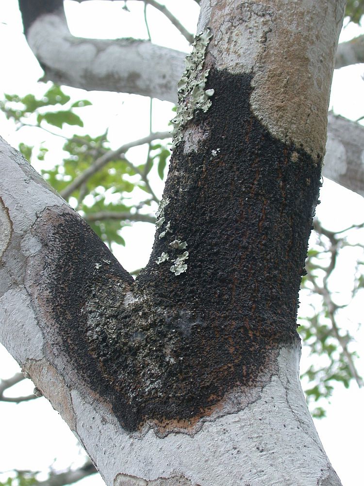 Trypethelium tropicum from Ecuador, Galápagos, Tortuga On Bursera sp.