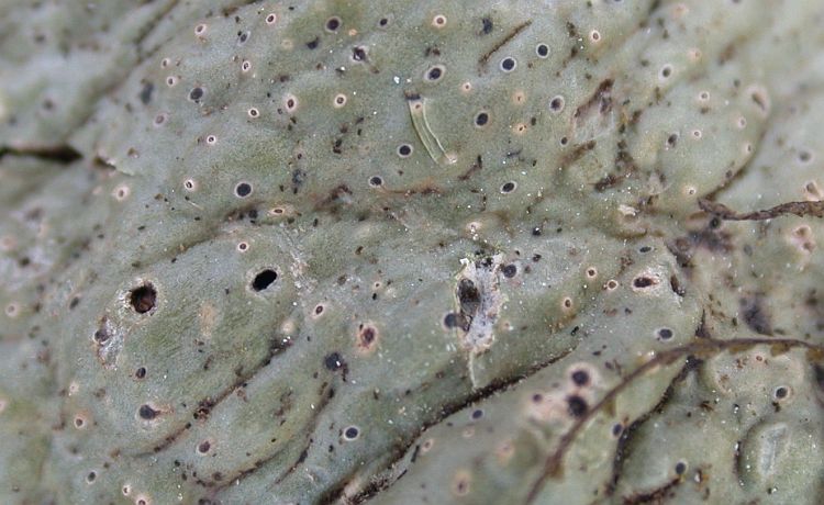 Trypethelium tuberculosum from Ecuador, Galápagos 
