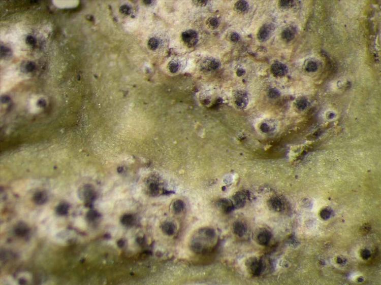 Trypethelium variolosum from Singapore Habitus. leg. Sipman 45532. Image width = 4 mm.