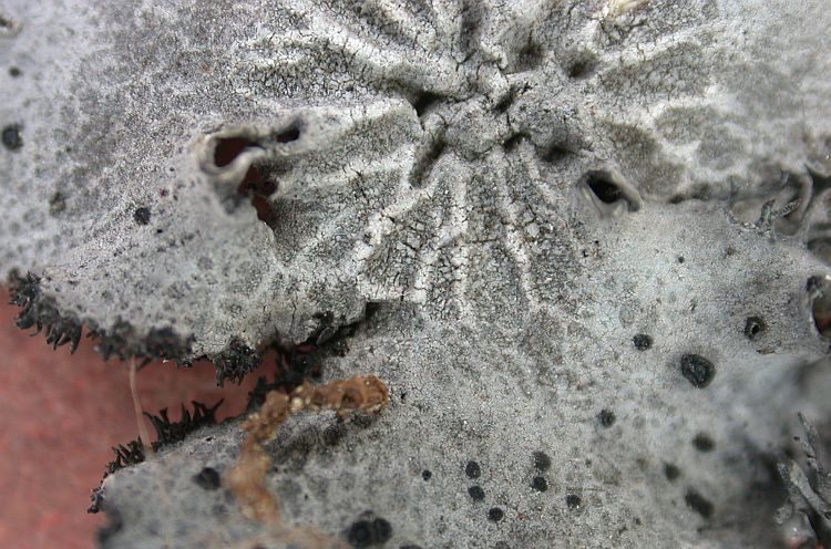 Umbilicaria formosana from China, Yunnan 