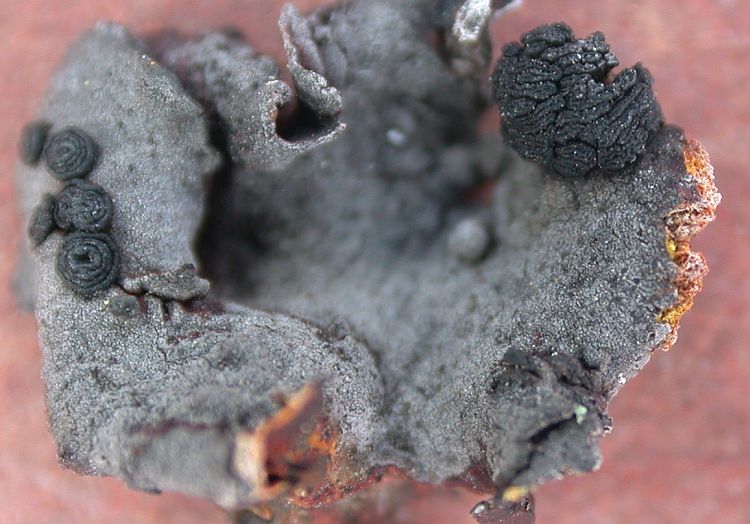 Umbilicaria hypococcinea from China, Yunnan 