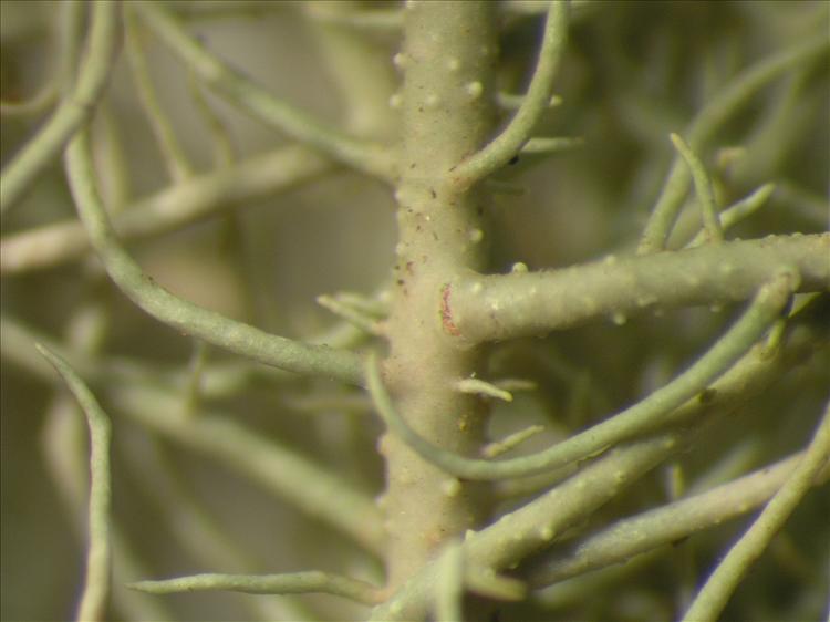 Usnea baileyi from Netherlands Antilles, Saba Habitus. leg. B. Buck 50589. Image width = 4 mm.