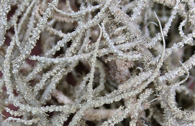 Usnea dasaea from Taiwan 