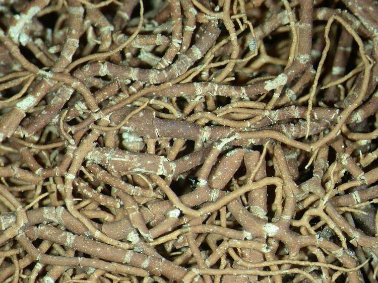 Usnea diffracta from NE Pakistan leg. S.Iqbal 212; herb. LAH