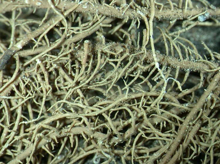 Usnea fulvoreagens from NE Pakistan leg. S.Iqbal 21; herb. LAH