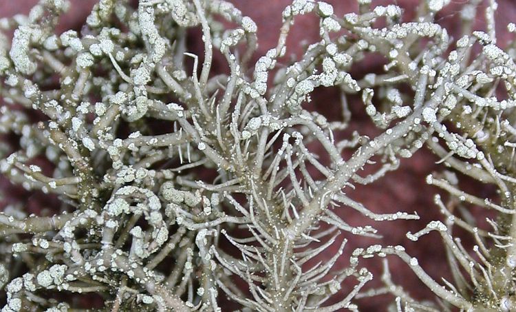 Usnea fulvoreagens from Taiwan 