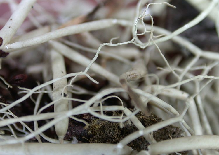 Usnea himalayana from Taiwan 