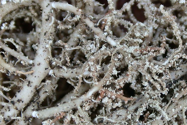 Usnea hirta from China, Yunnan 