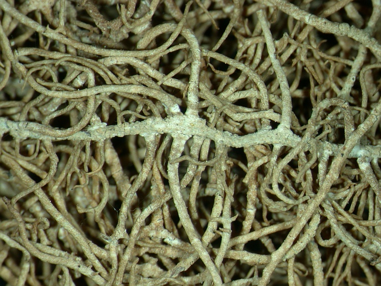 Usnea longissima from NE Pakistan leg. S.Iqbal ; herb. LAH