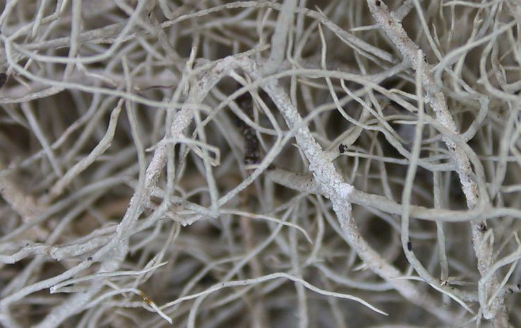 Usnea longissima from Taiwan 