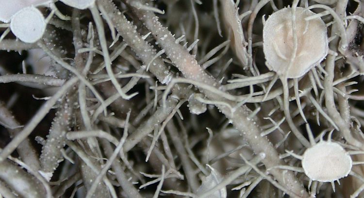 Usnea orientalis from Taiwan 