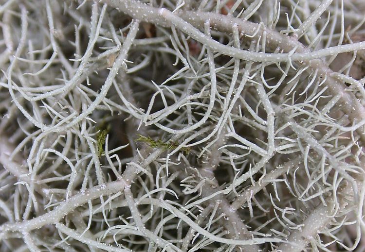 Usnea pangiana from Taiwan 