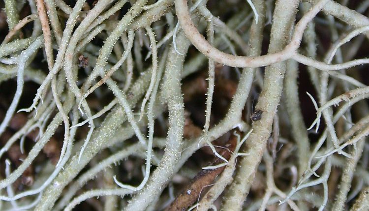 Usnea pectinata from Taiwan 