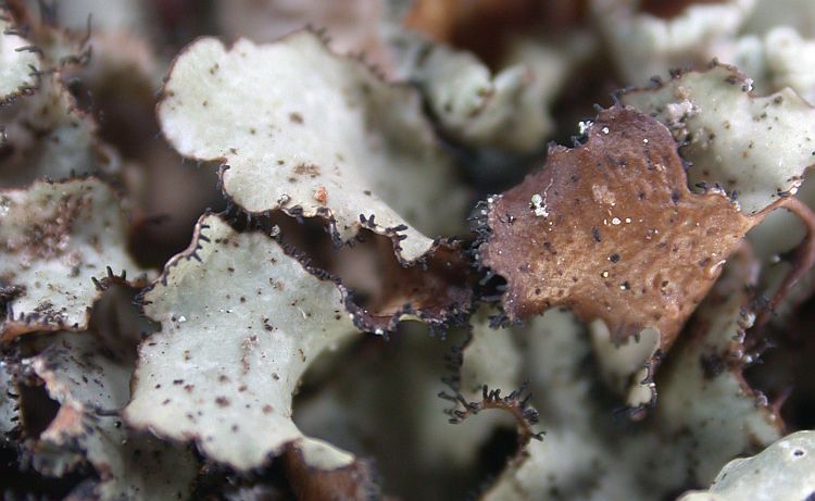 Usnocetraria globulans from China, Yunnan 