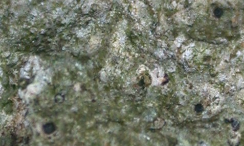 Verrucaria dolosa from Taiwan 