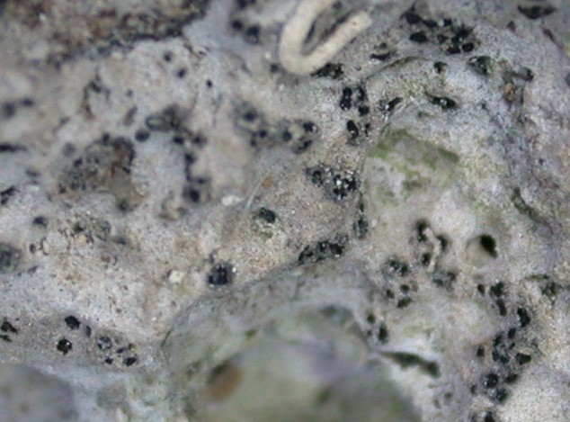 Verrucaria halizoa from Taiwan 