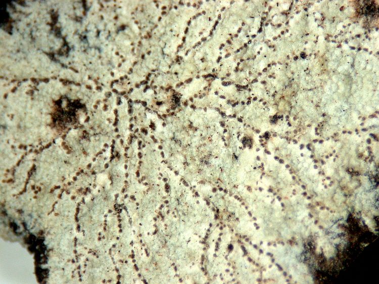 Sclerophyton vertex from Colombia 