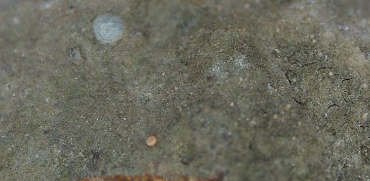 Woessia pseudohyphophorifera from Hong Kong 