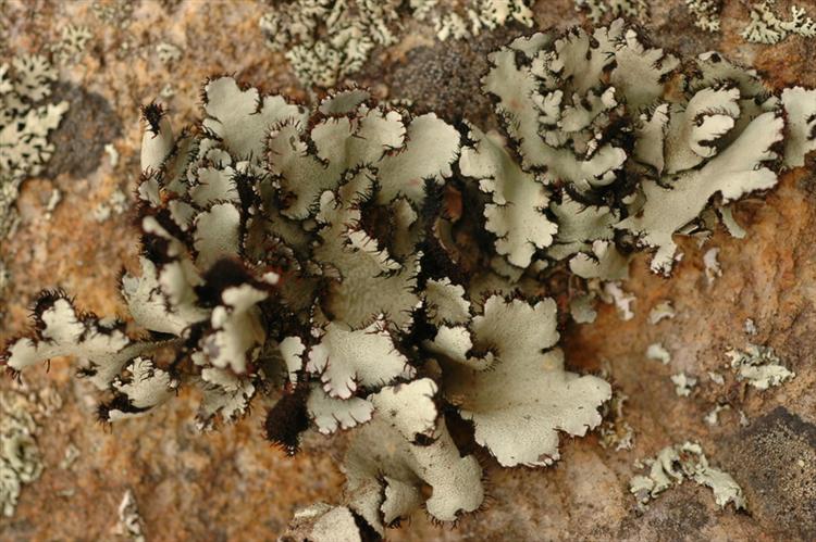 Xanthomaculina hottentotta from South Africa, Western Cape Specimen O-L142742