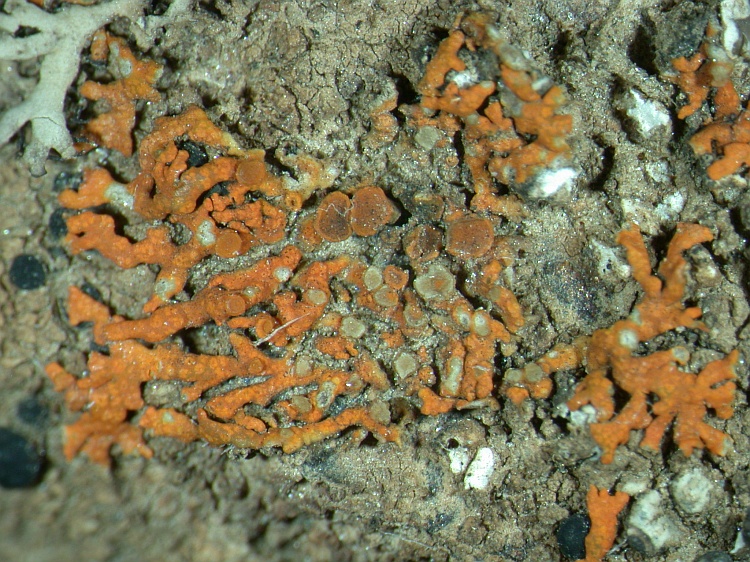 Xanthoria elegans from NE Pakistan leg. S.Iqbal 1042; herb. LAH