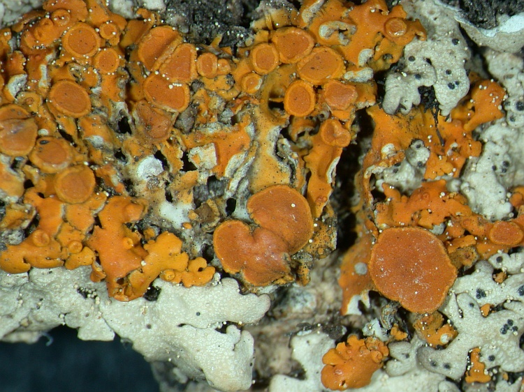 Xanthoria fallax from NE Pakistan leg. S.Iqbal 120; herb. LAH